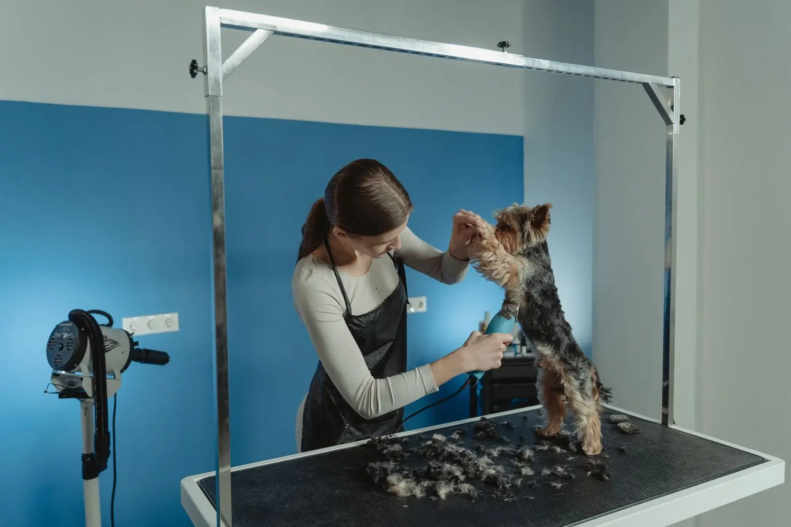 A groomer trimming a yorkie on the grooming table