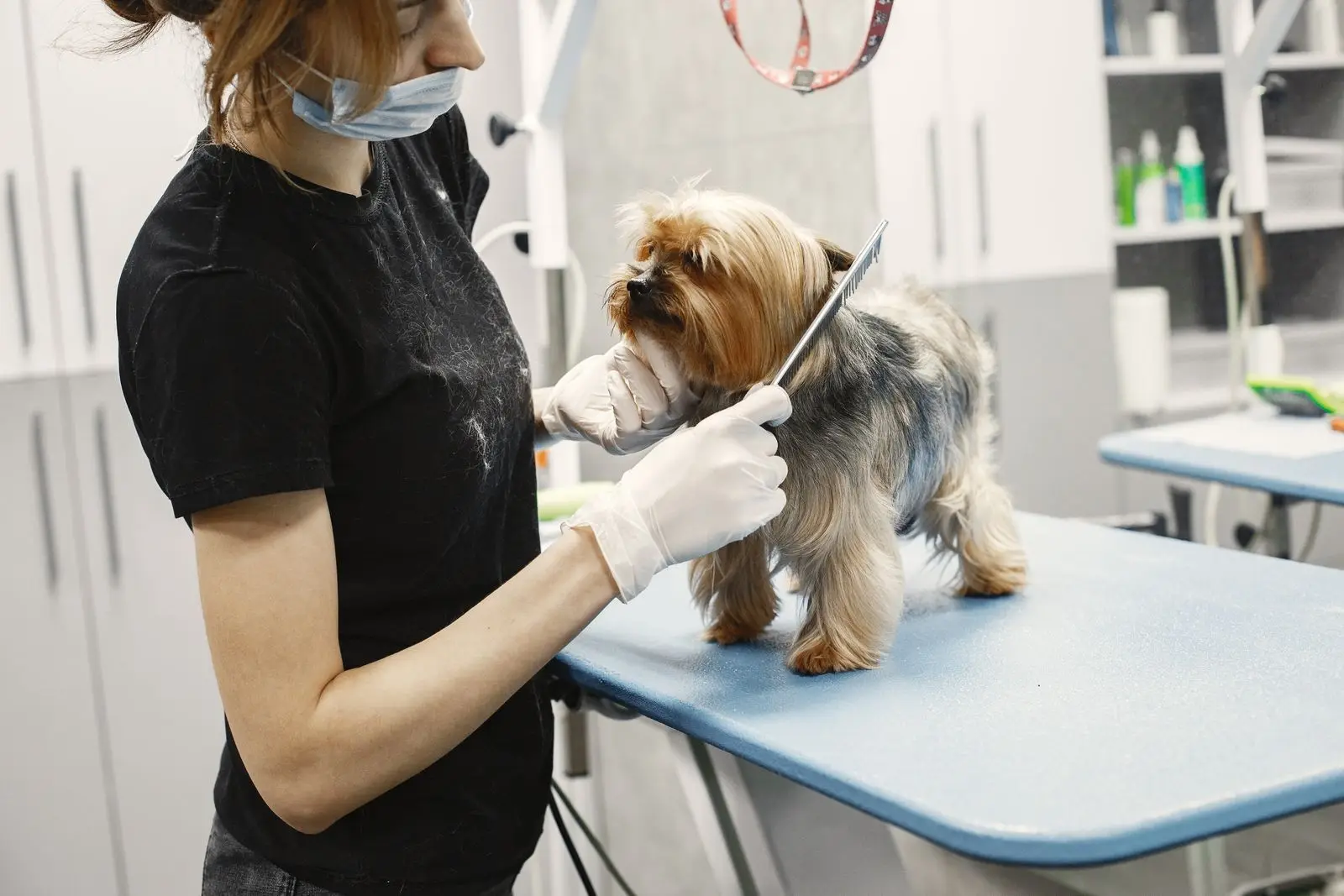 A groomer gently brushing a small dog on the grooming table