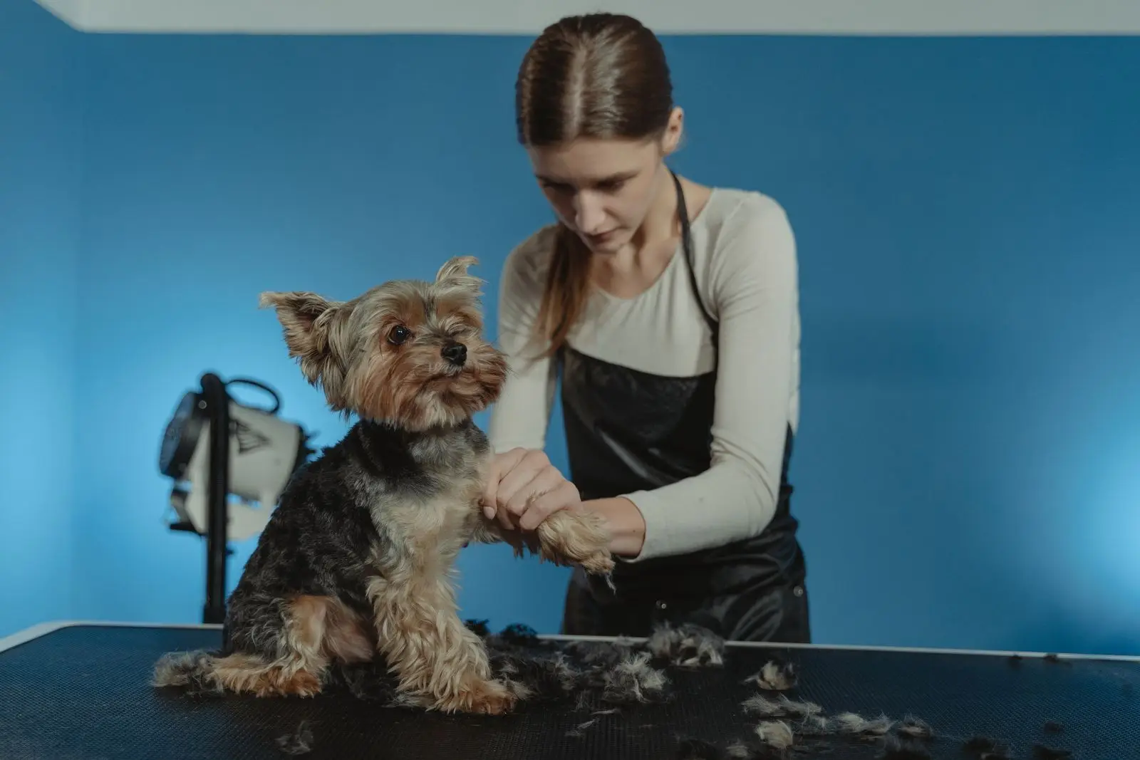 A groomer holding a freshly groomed yorkie